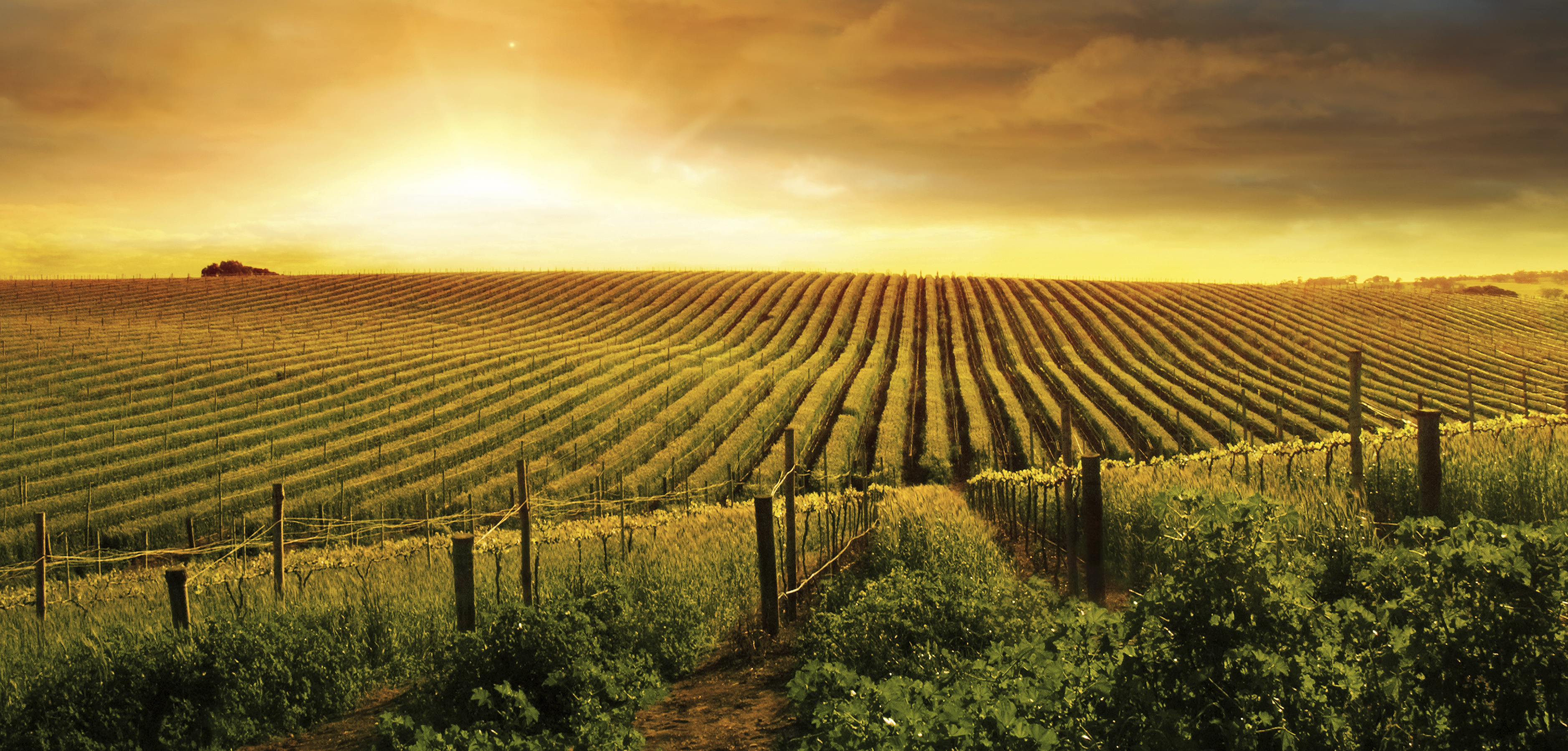 A wide, sun-drenched vineyard with rows of grapevines stretching toward a warm, golden sunset.