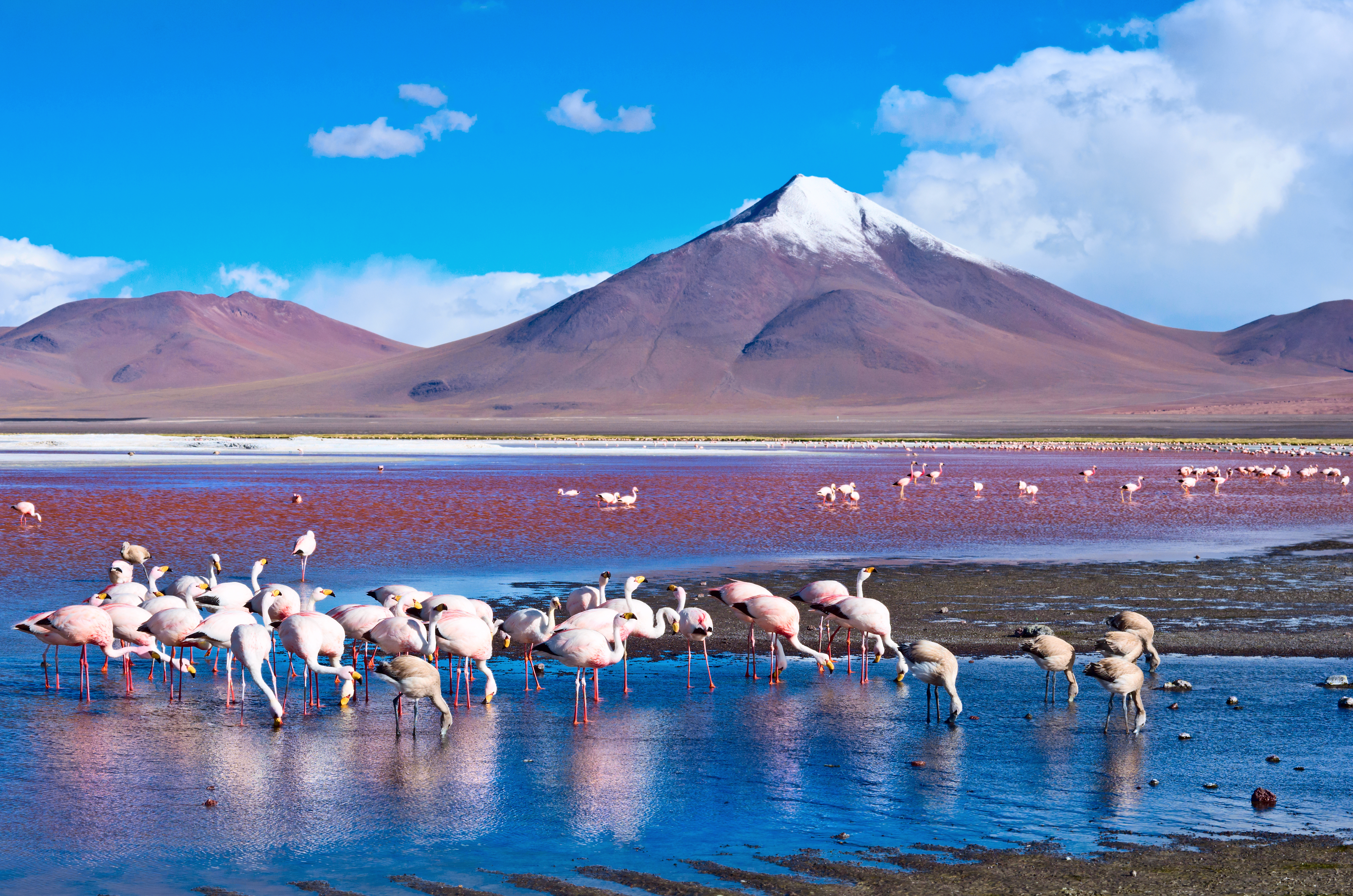 Deserto do Atacama - flamingos