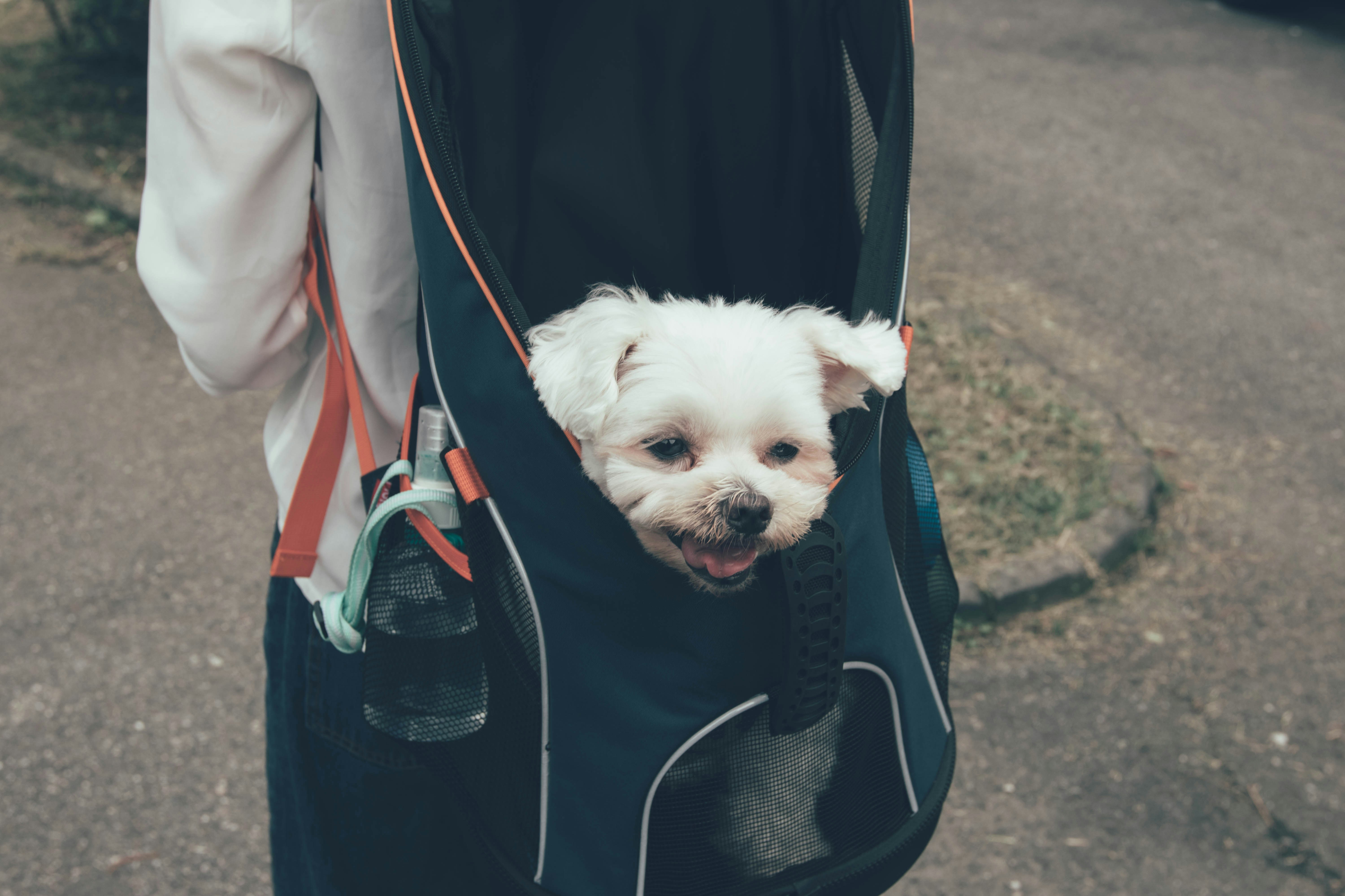 cane in un trasportino
