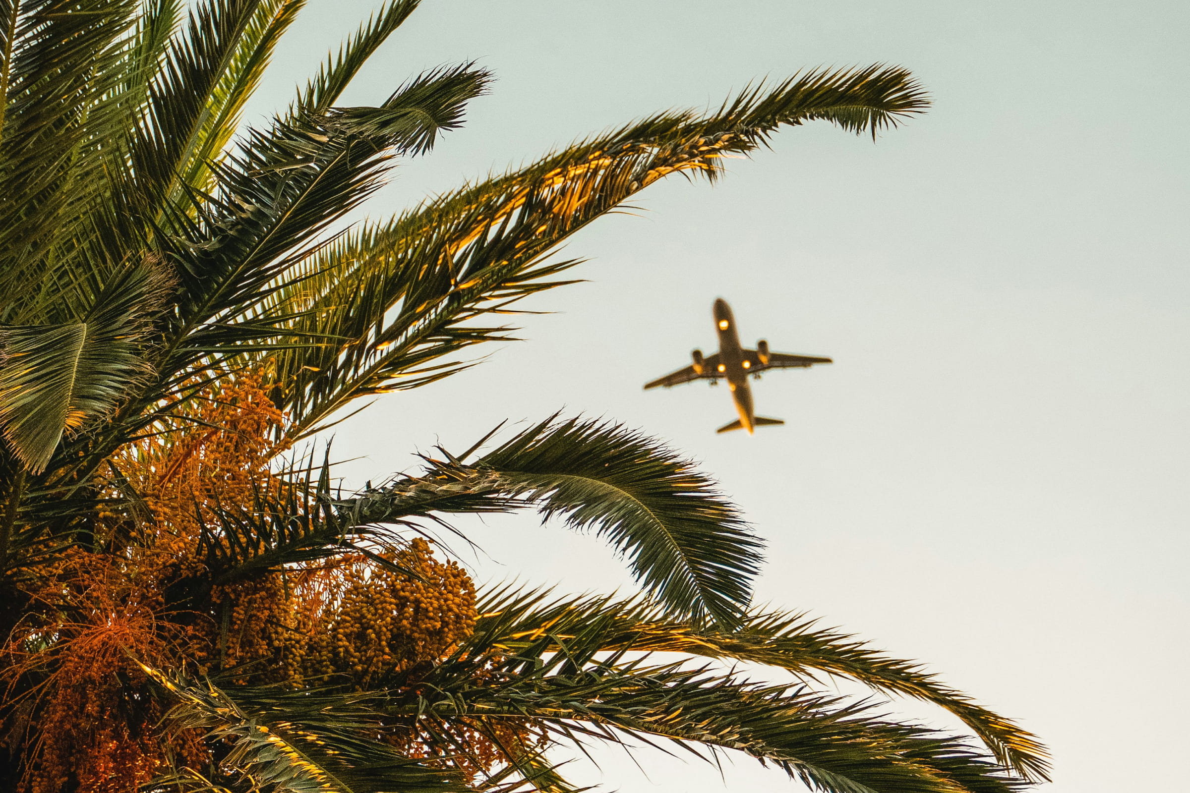 Plane flying over palm trees