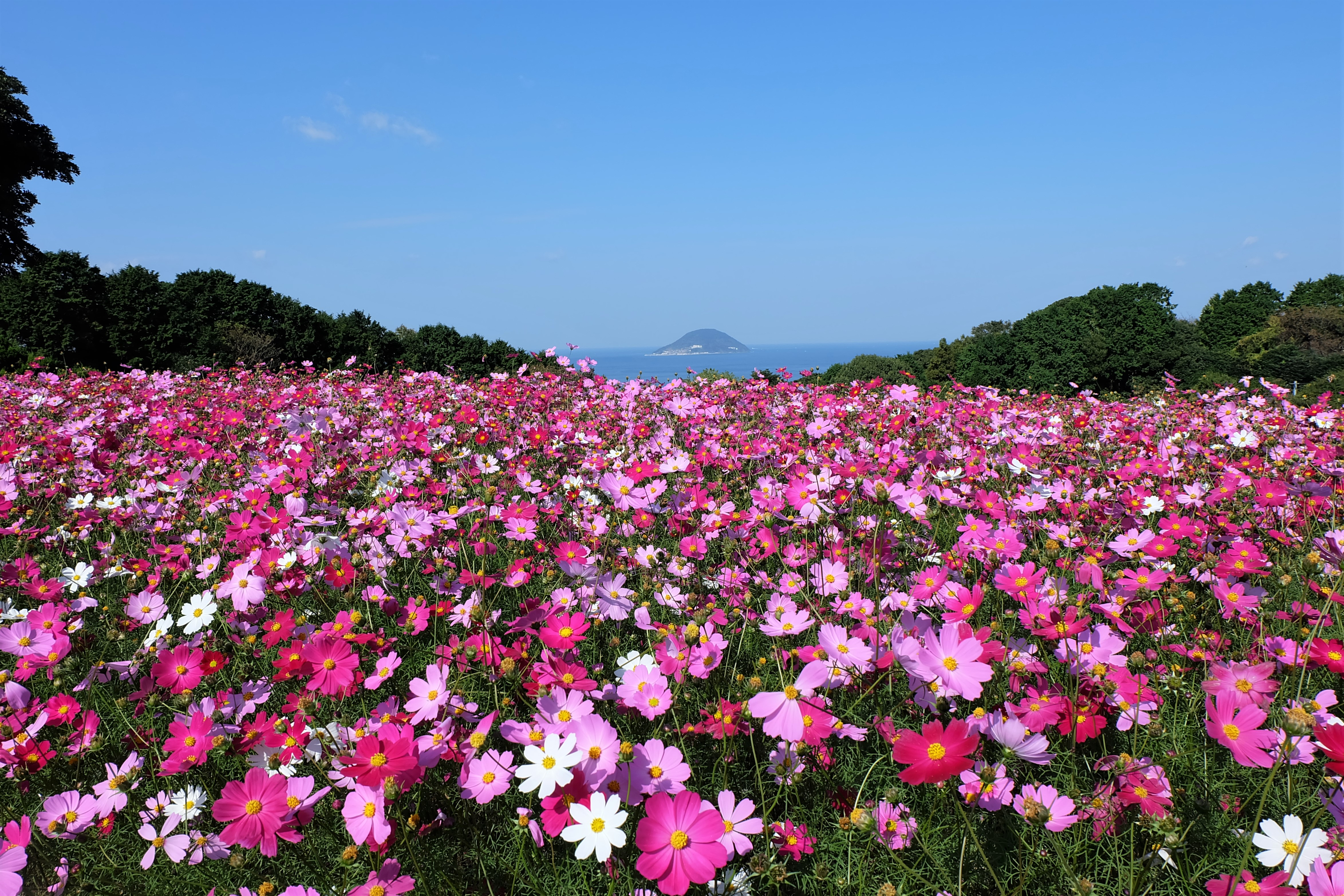 大波斯菊