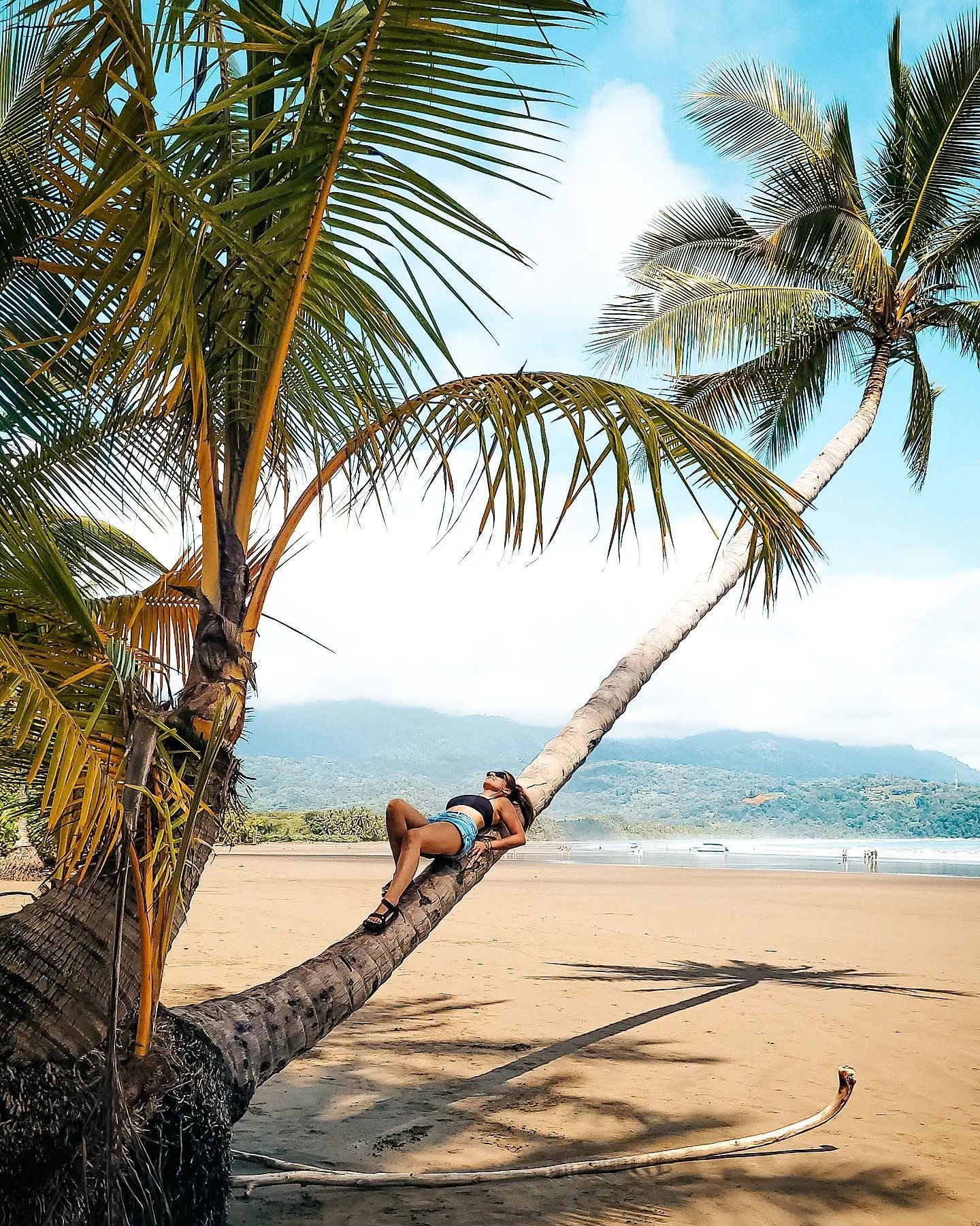 Palm tree on Costa Rica beach