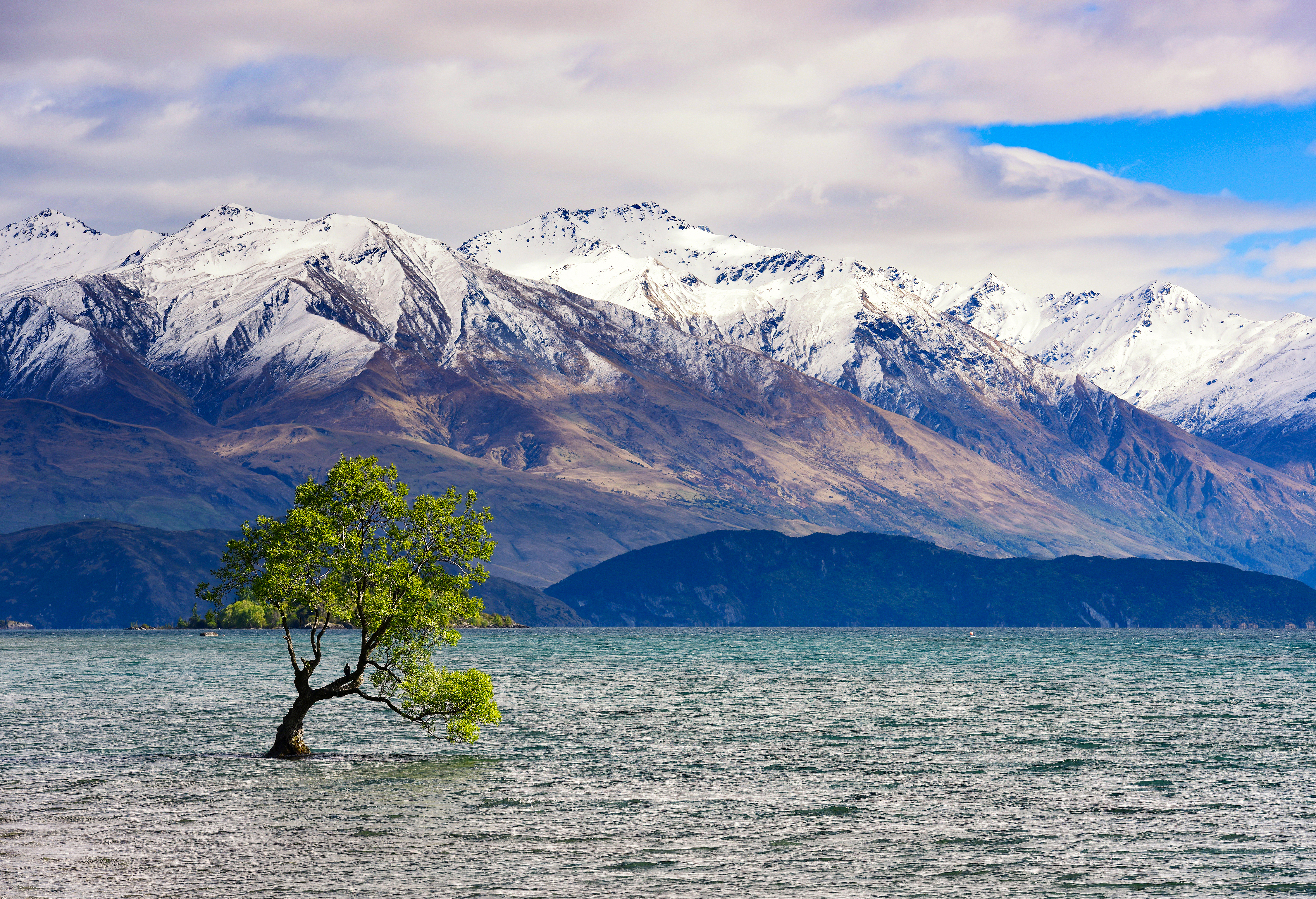 Famous "That Wānaka Tree" in Lake Wānaka with mountains in background