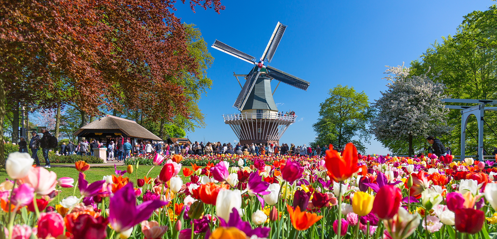 Tulips in front of a traditional windmill