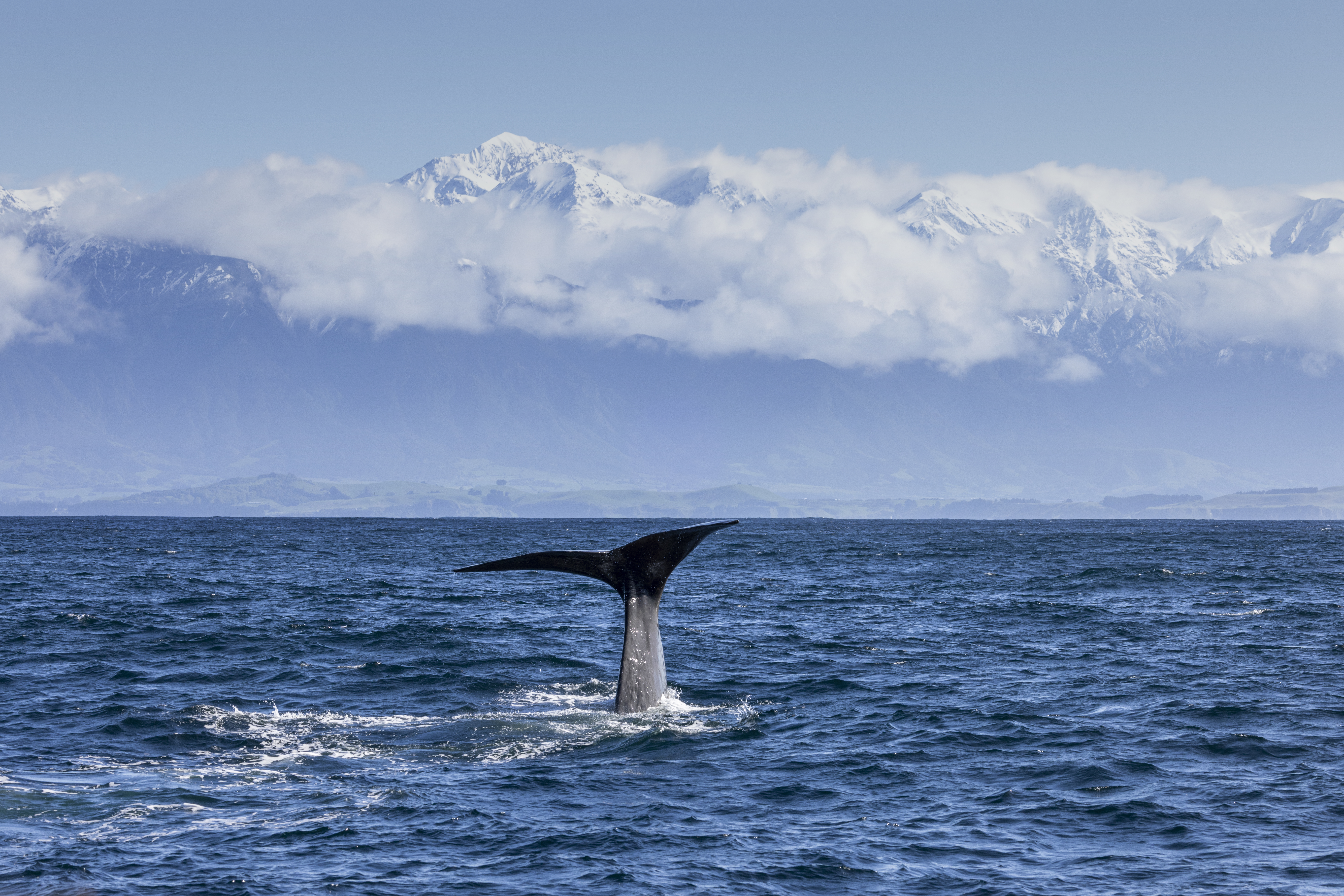 Whale tail in ocean